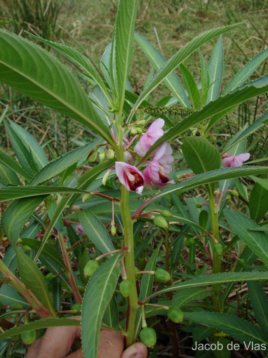 Hydrocera triflora (L.) Wight & Arn.